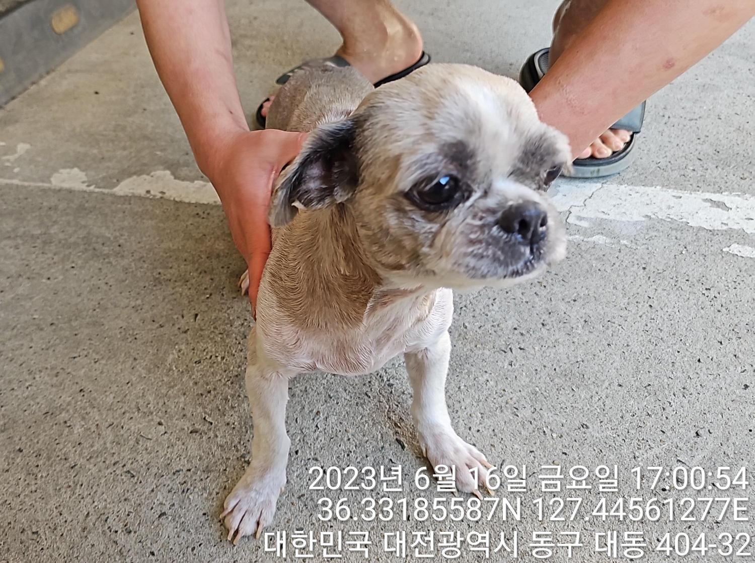 대전동물보호센터_430364202300198